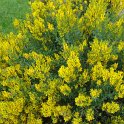 Genista tinctoria